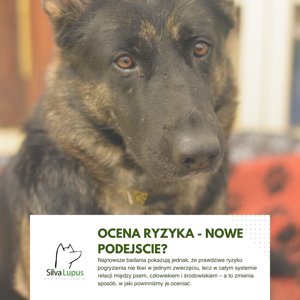Owczarek niemiecki